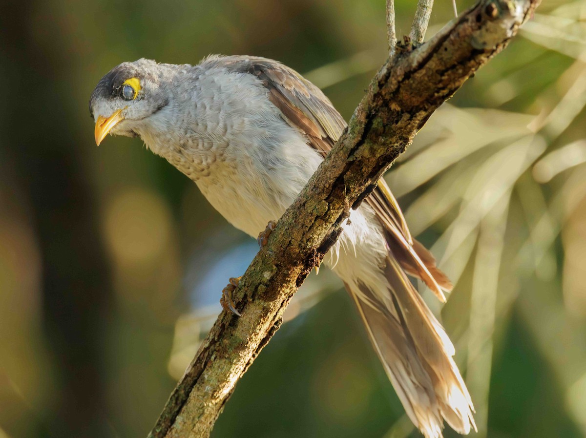 Черношапочная манорина - ML647059814