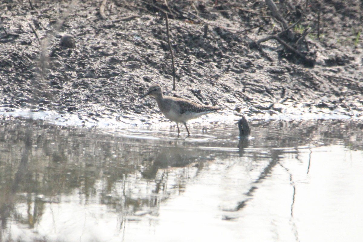 Фифи - ML647059815