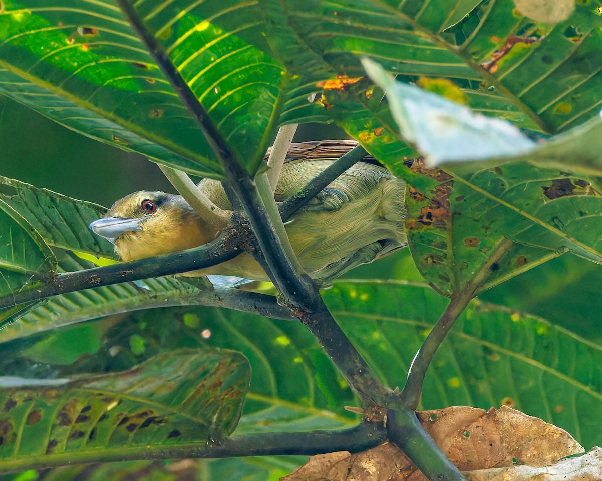 Ржавчатая чока (aequatorialis/gularis) - ML647059817