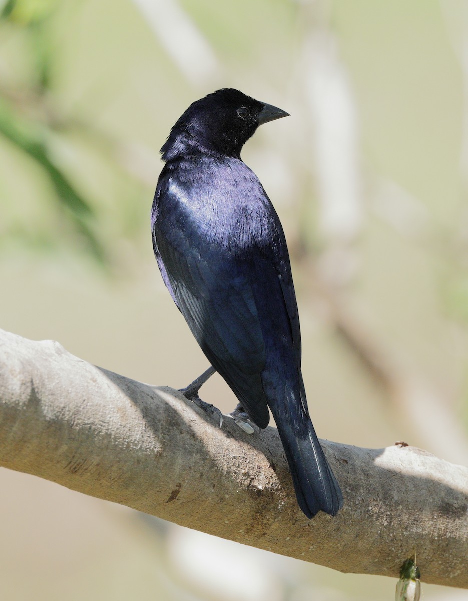 Блестящий трупиал - ML647059818