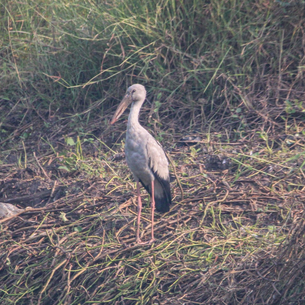 Индийский аист-разиня - ML647059819