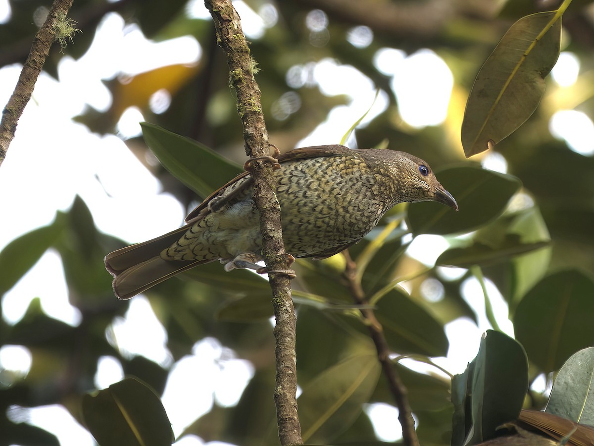 Атласный шалашник - ML647059821