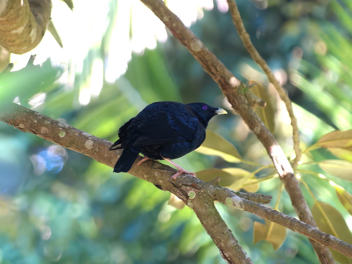 Атласный шалашник - ML647059822