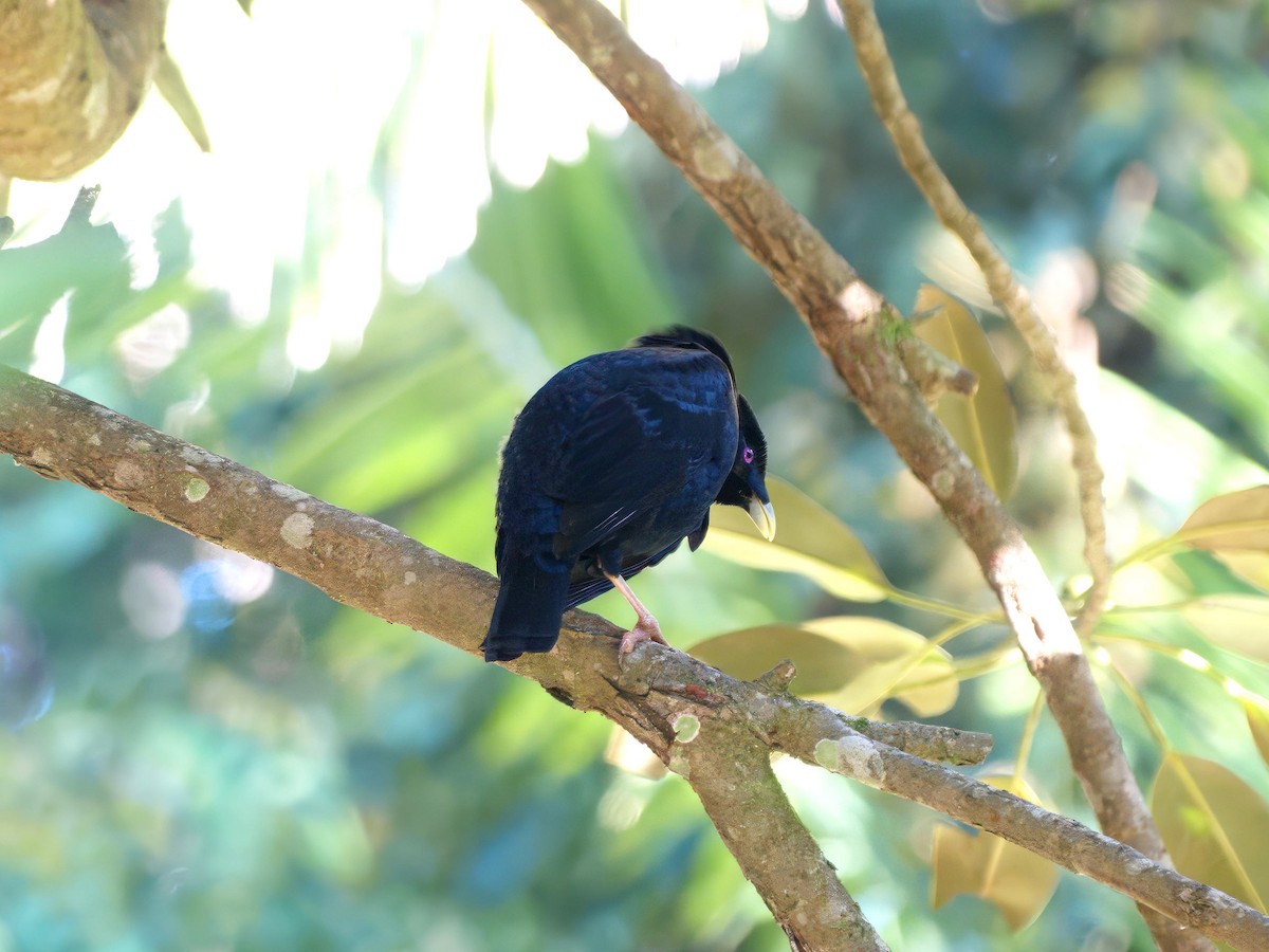 Атласный шалашник - ML647059823