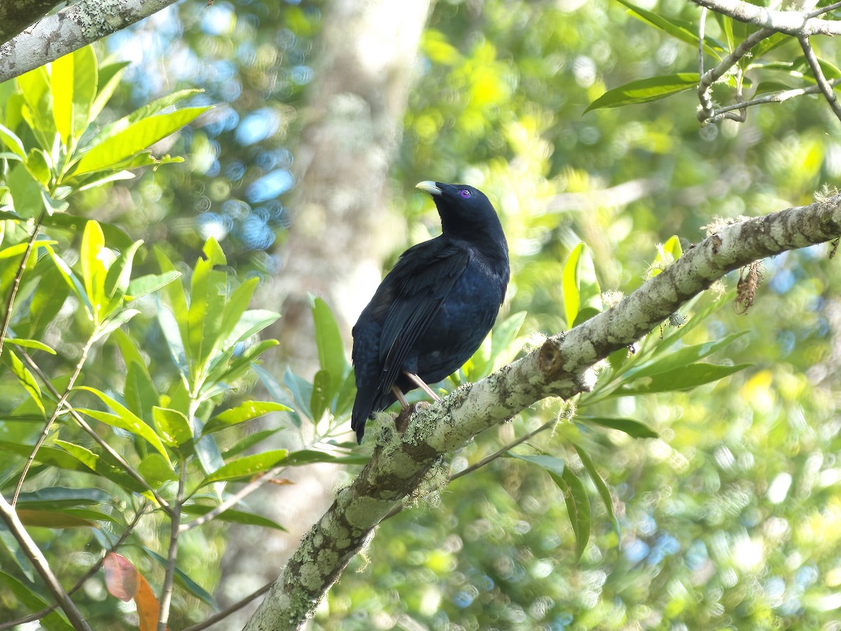 Атласный шалашник - ML647059824