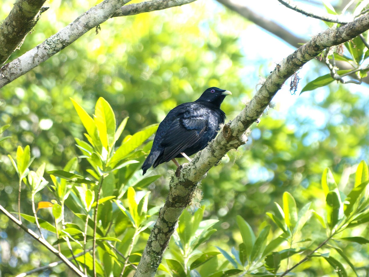 Атласный шалашник - ML647059825