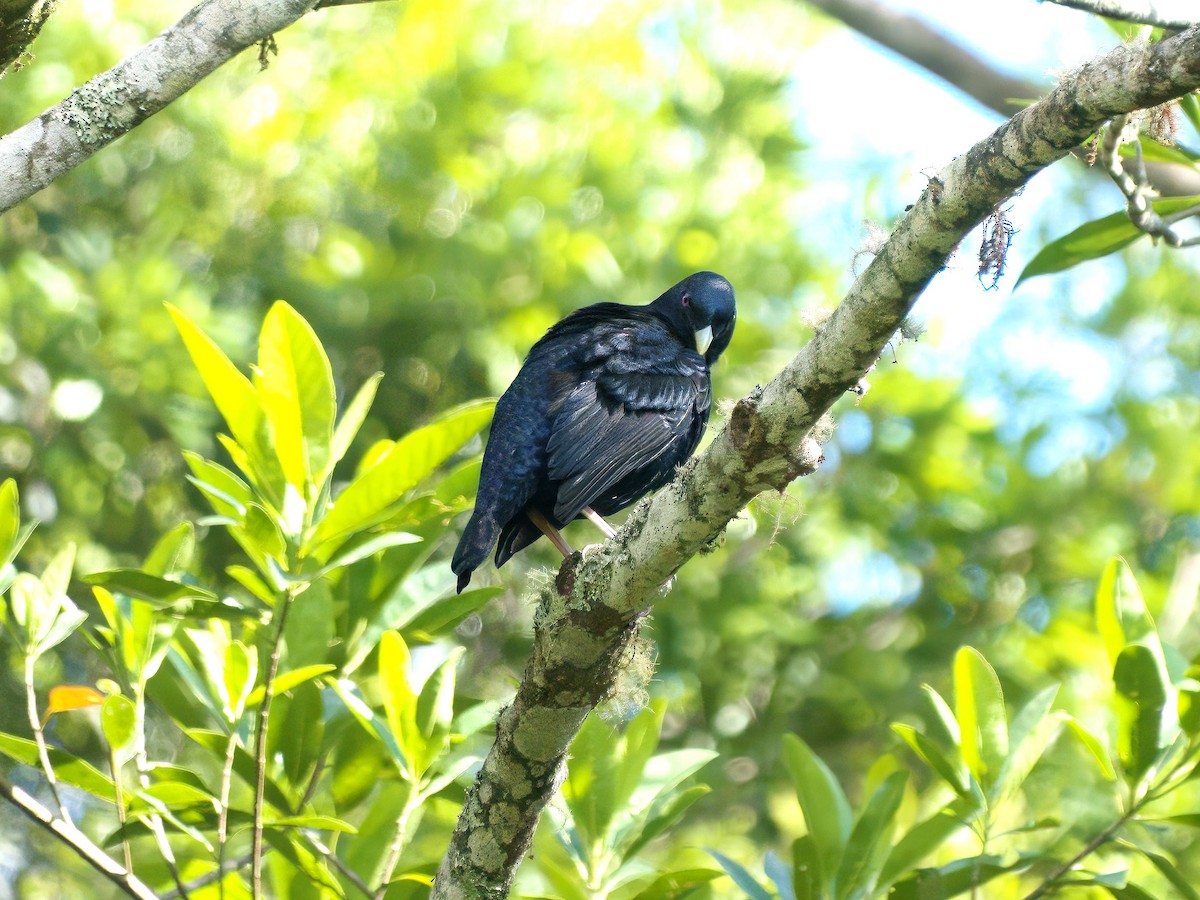 Атласный шалашник - ML647059826