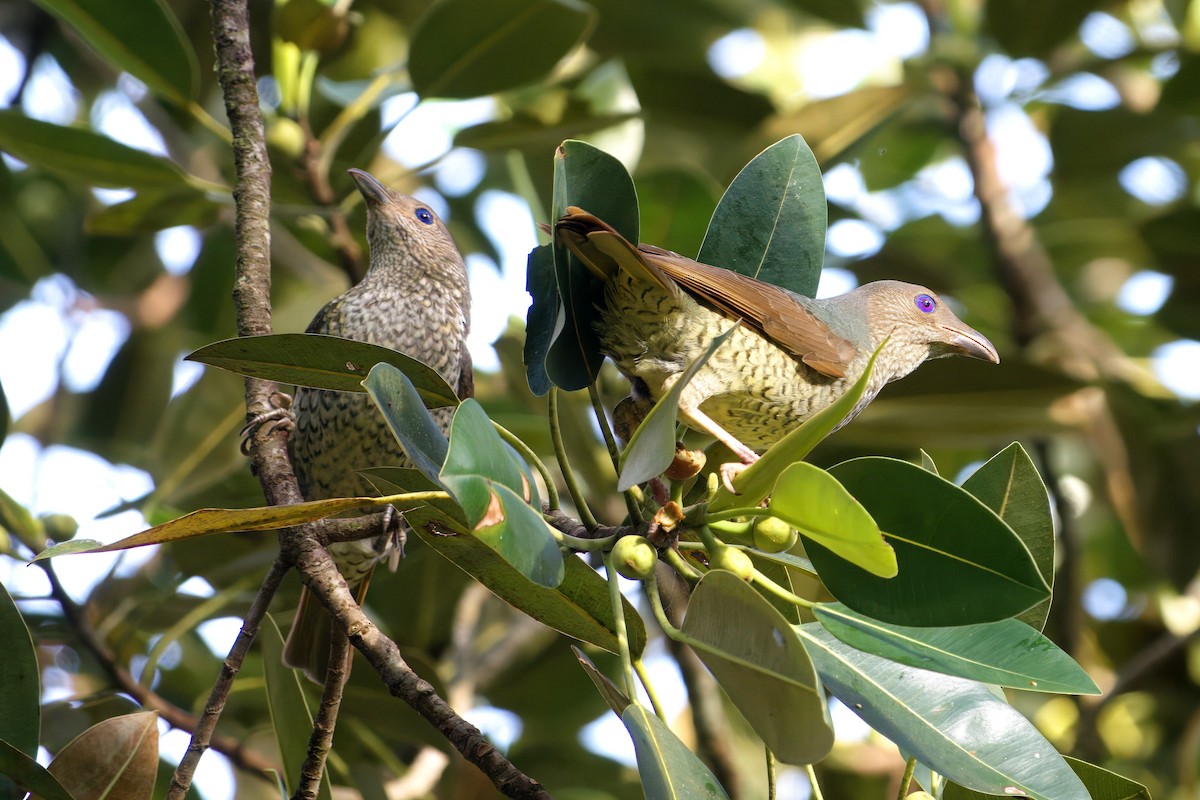 Атласный шалашник - ML647059827
