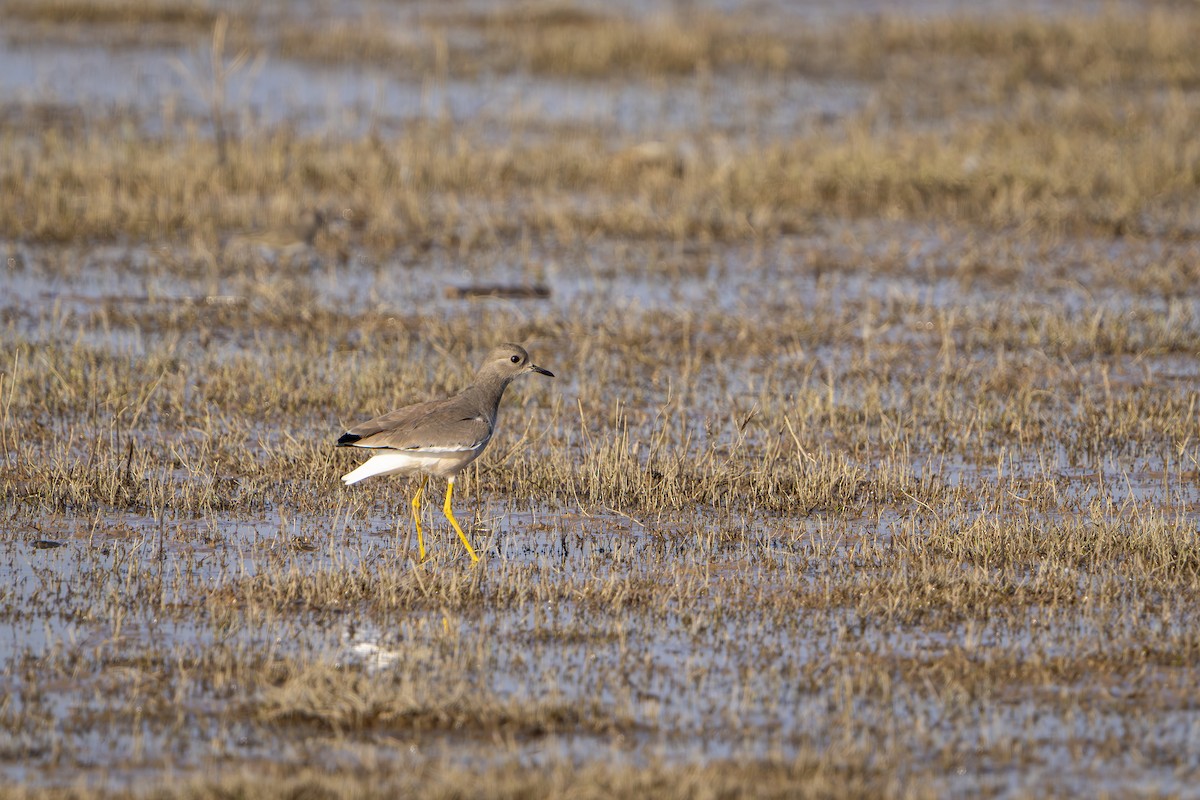 Белохвостая пигалица - ML647059828