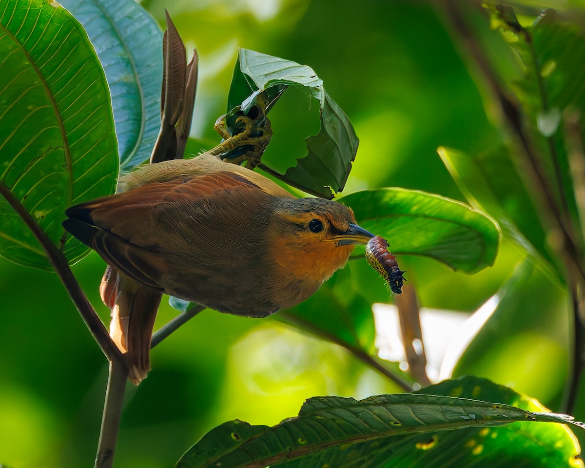 Рыжий филидор - ML647059829