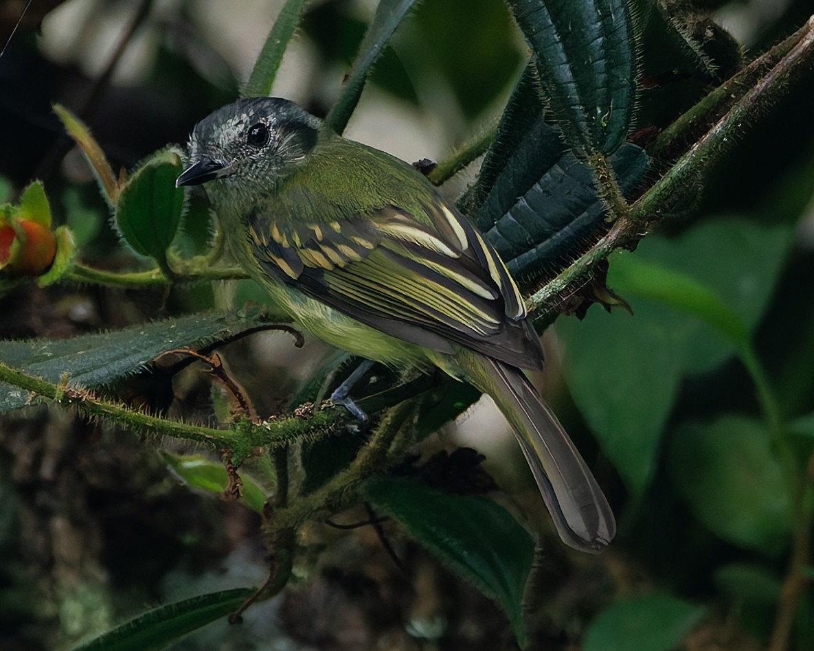 Пепельноголовый ореджеро (superciliaris) - ML647059831