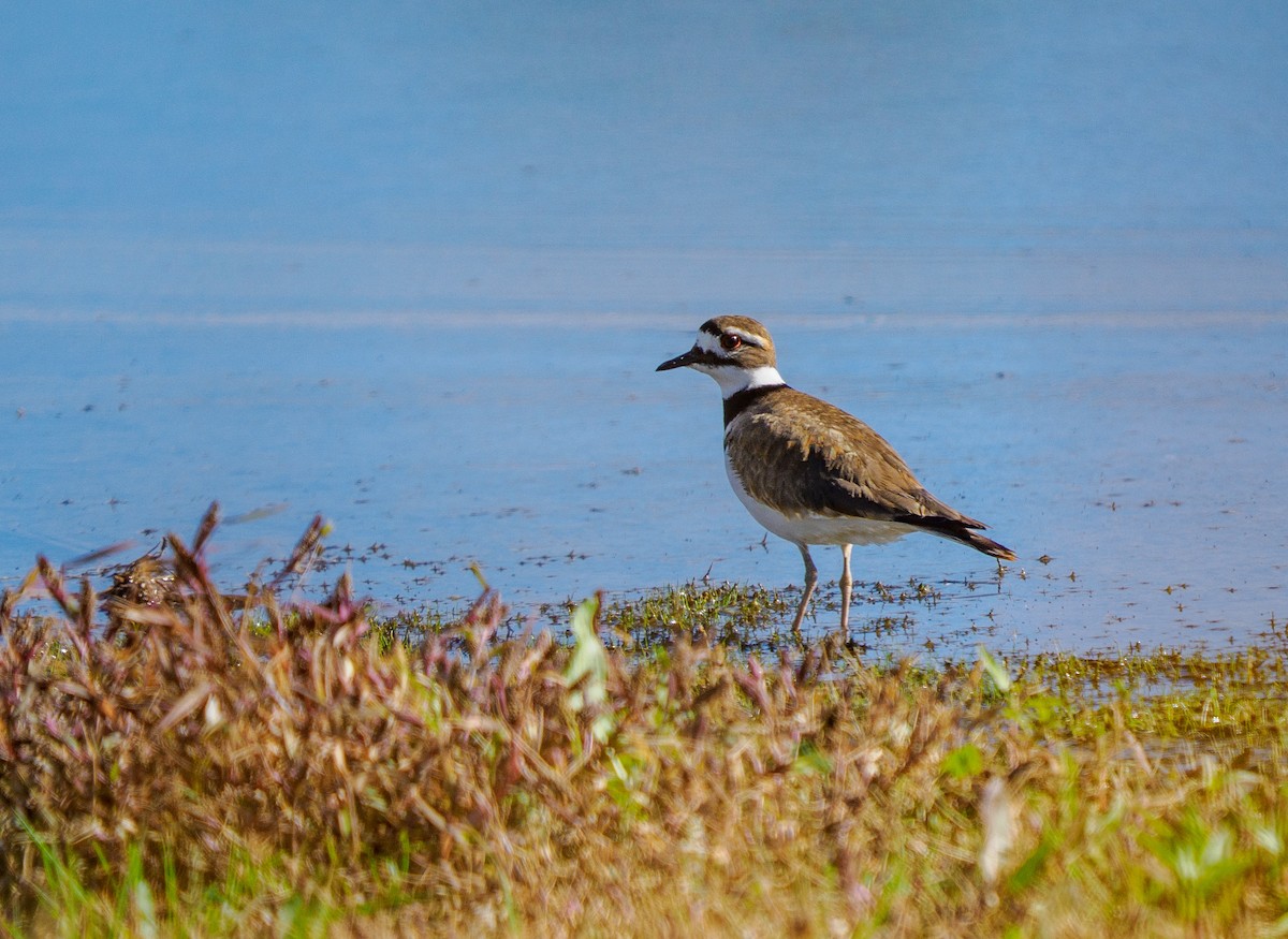 Крикливый зуёк - ML647059832