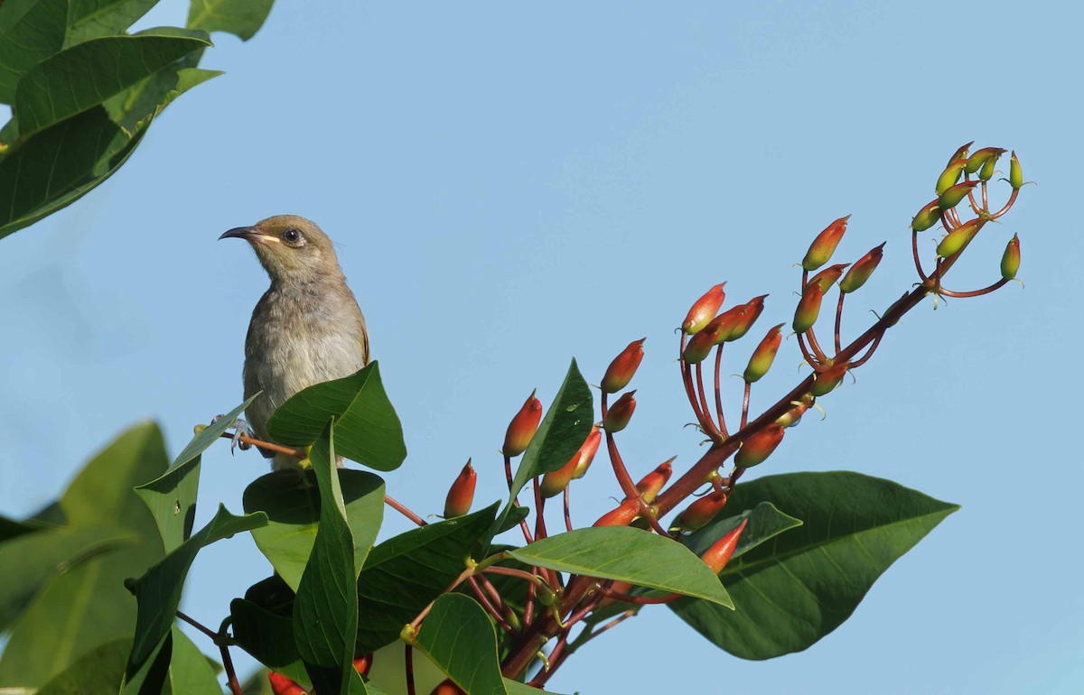 Бурый медолюб - ML647059833