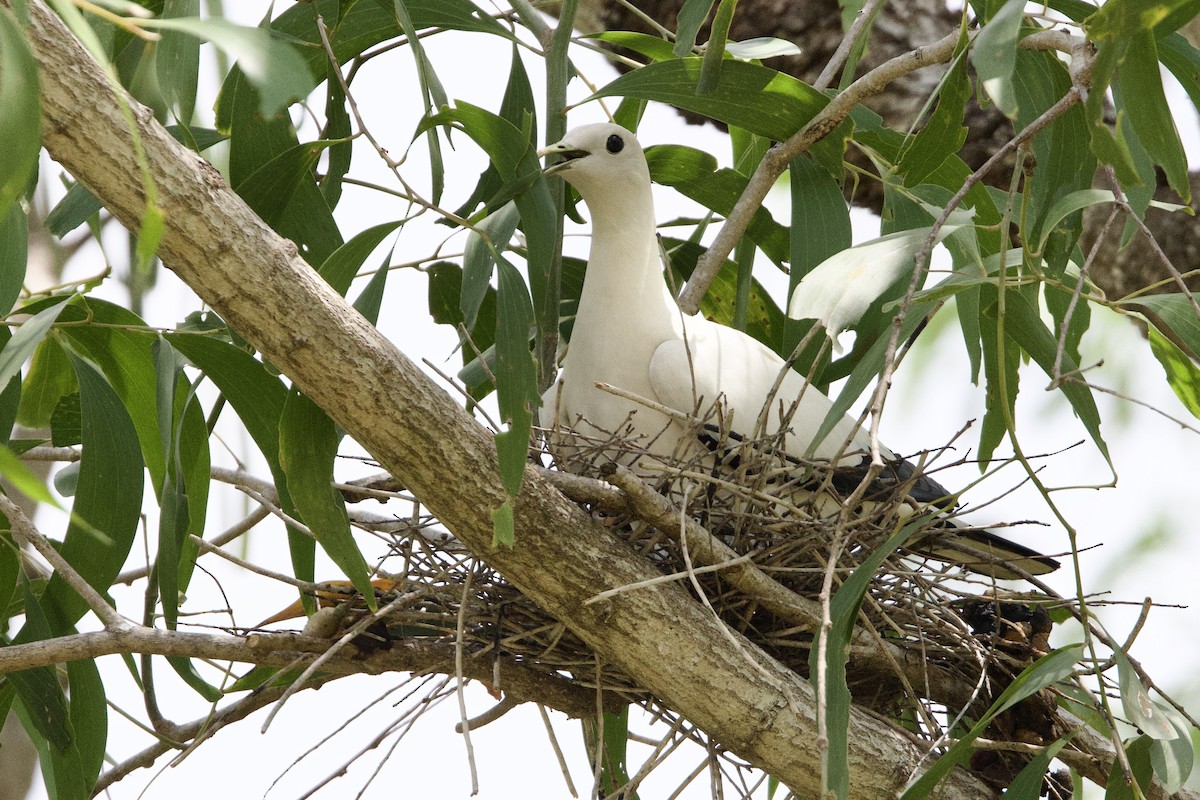 Пегий плодовый голубь - ML647059834