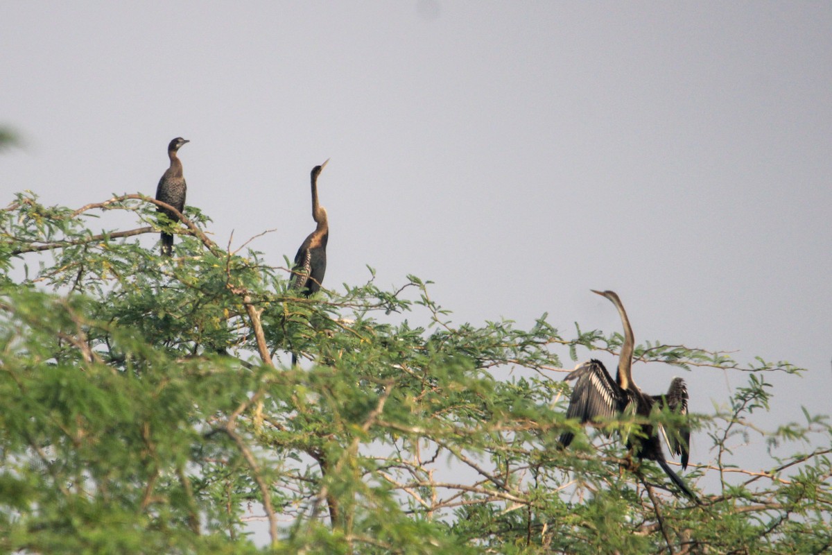 Азиатская змеешейка - ML647059835