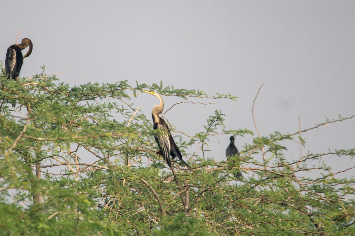 Азиатская змеешейка - ML647059836