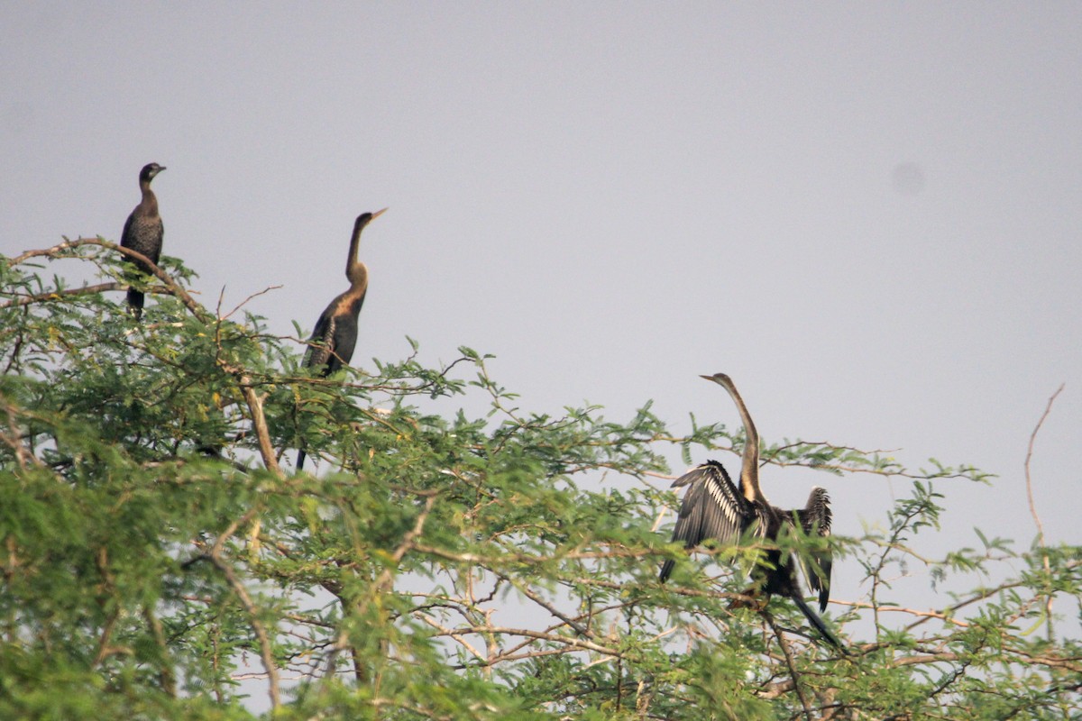 Азиатская змеешейка - ML647059837