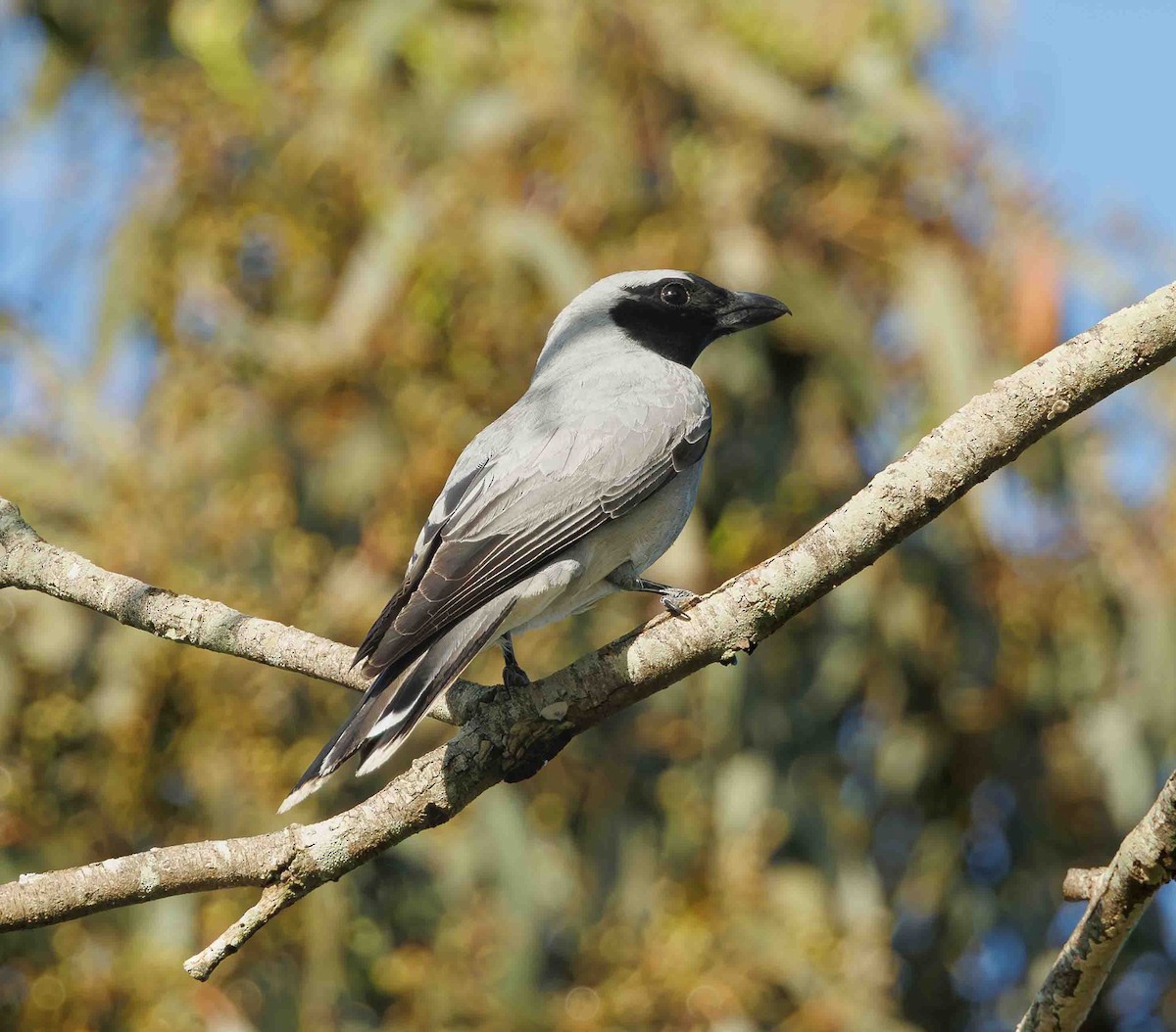 Чернолицый воронец - ML647059838