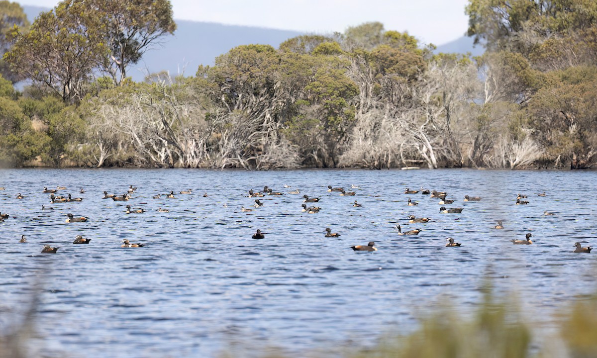 Australian Shelduck - ML647059840