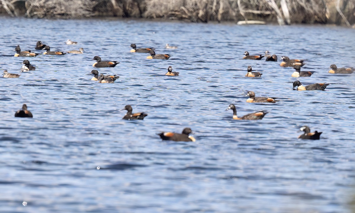 Australian Shelduck - ML647059841
