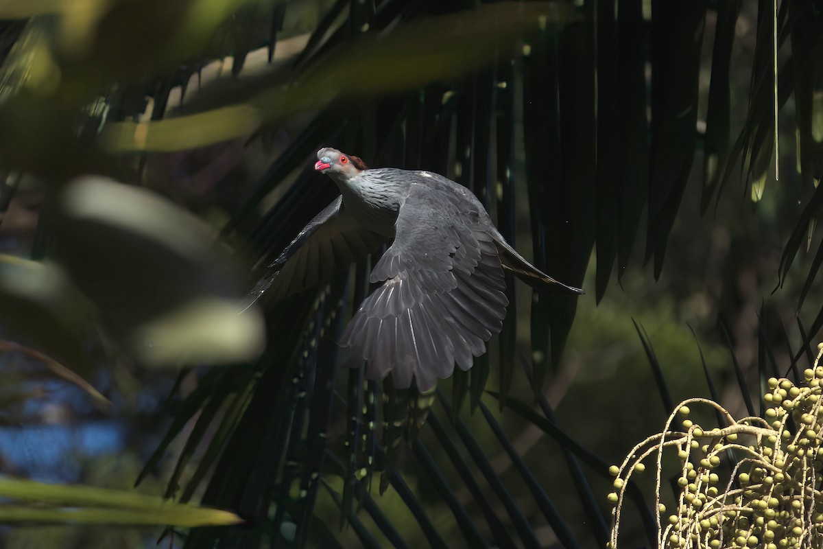Topknot Pigeon - ML647059847