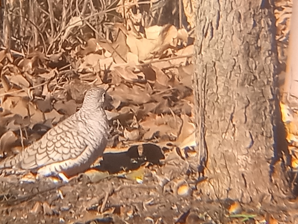 holoubek mexický - ML647059848