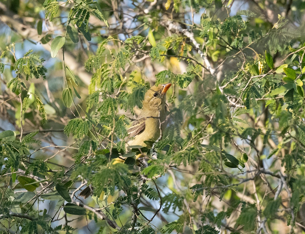 Western Tanager - ML647059852