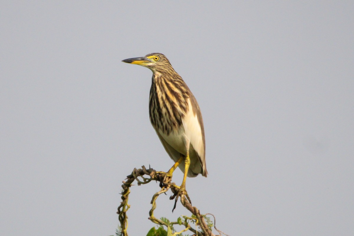Indian Pond-Heron - ML647059853