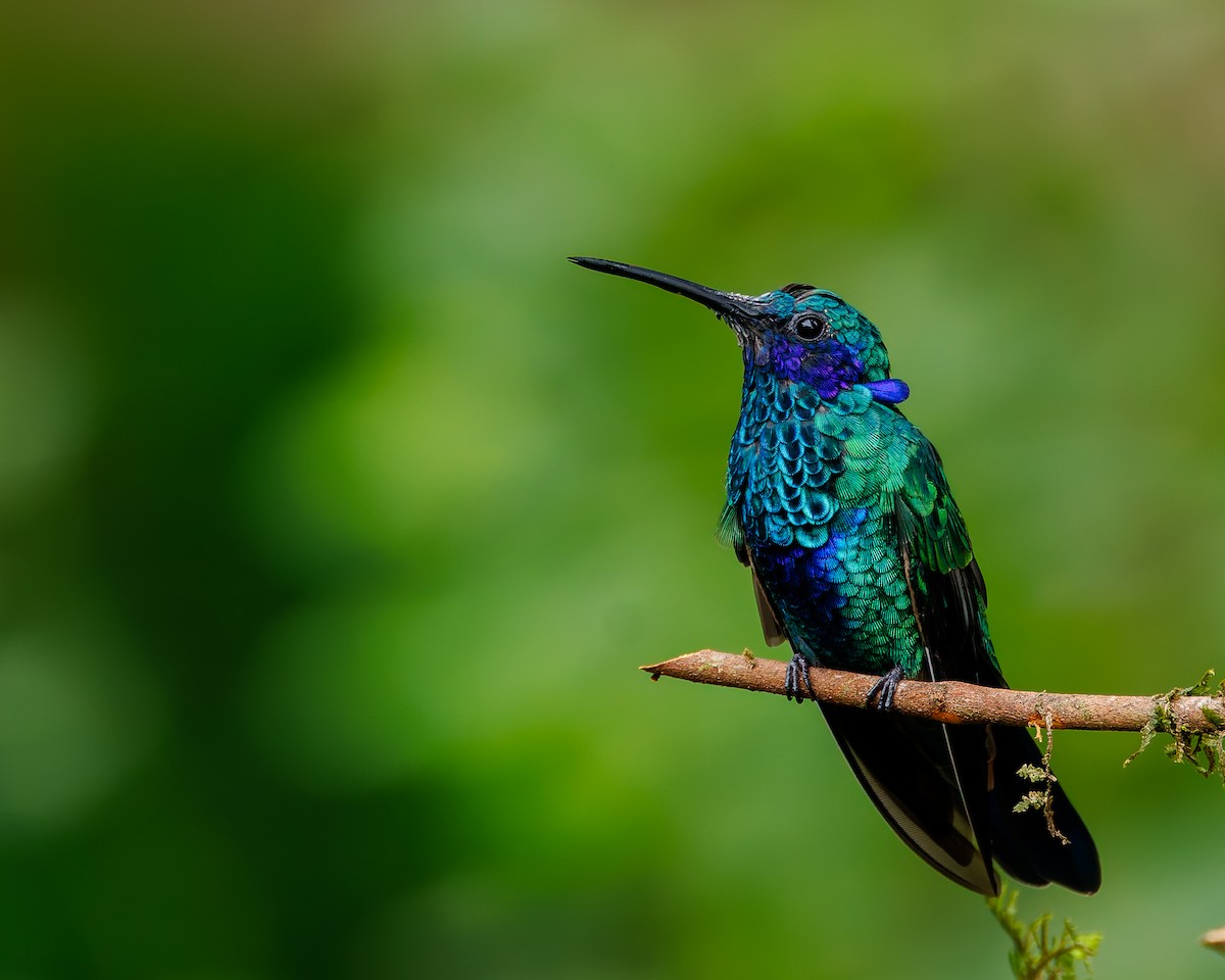 fiolørekolibri - ML647059854