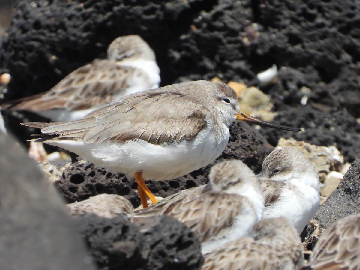 tereksnipe - ML647059855