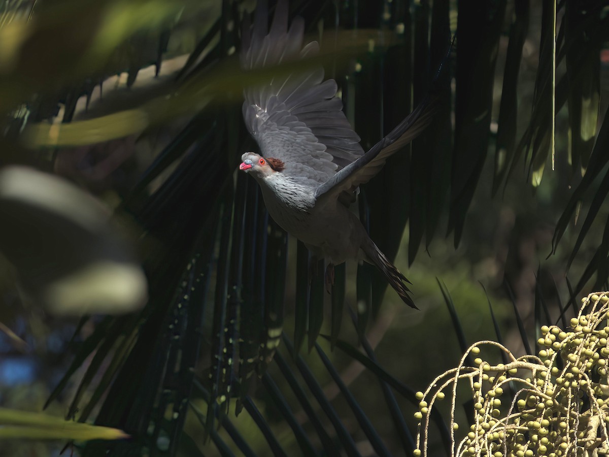 Topknot Pigeon - ML647059856