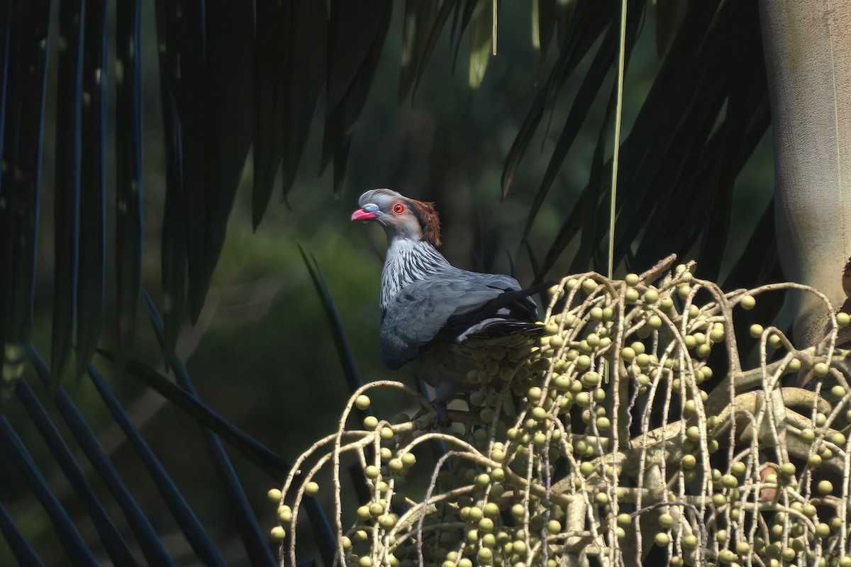 Topknot Pigeon - ML647059868
