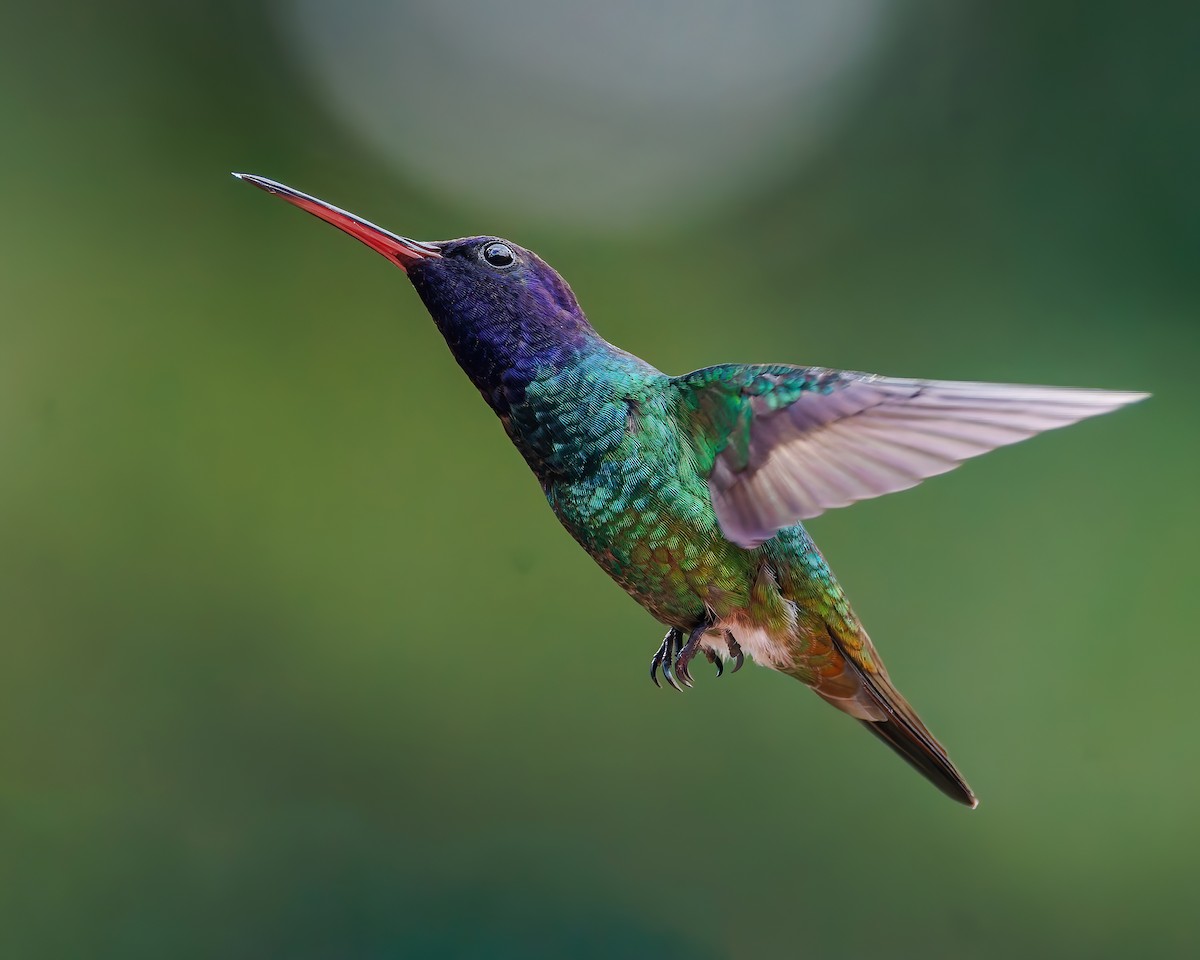 Altın Kuyruklu Zümrüt - ML647059869