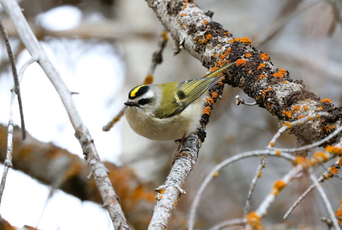 králíček zlatohlavý - ML647059871