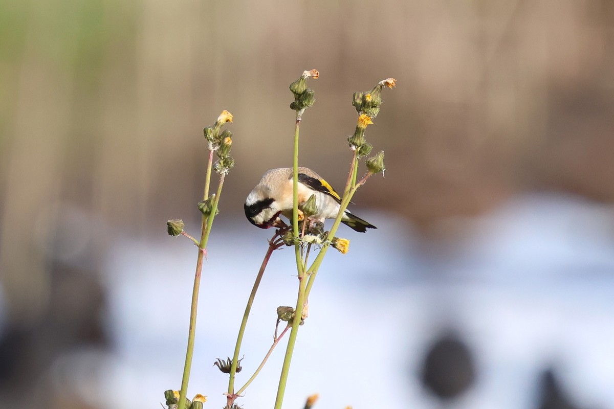 חוחית - ML647059874