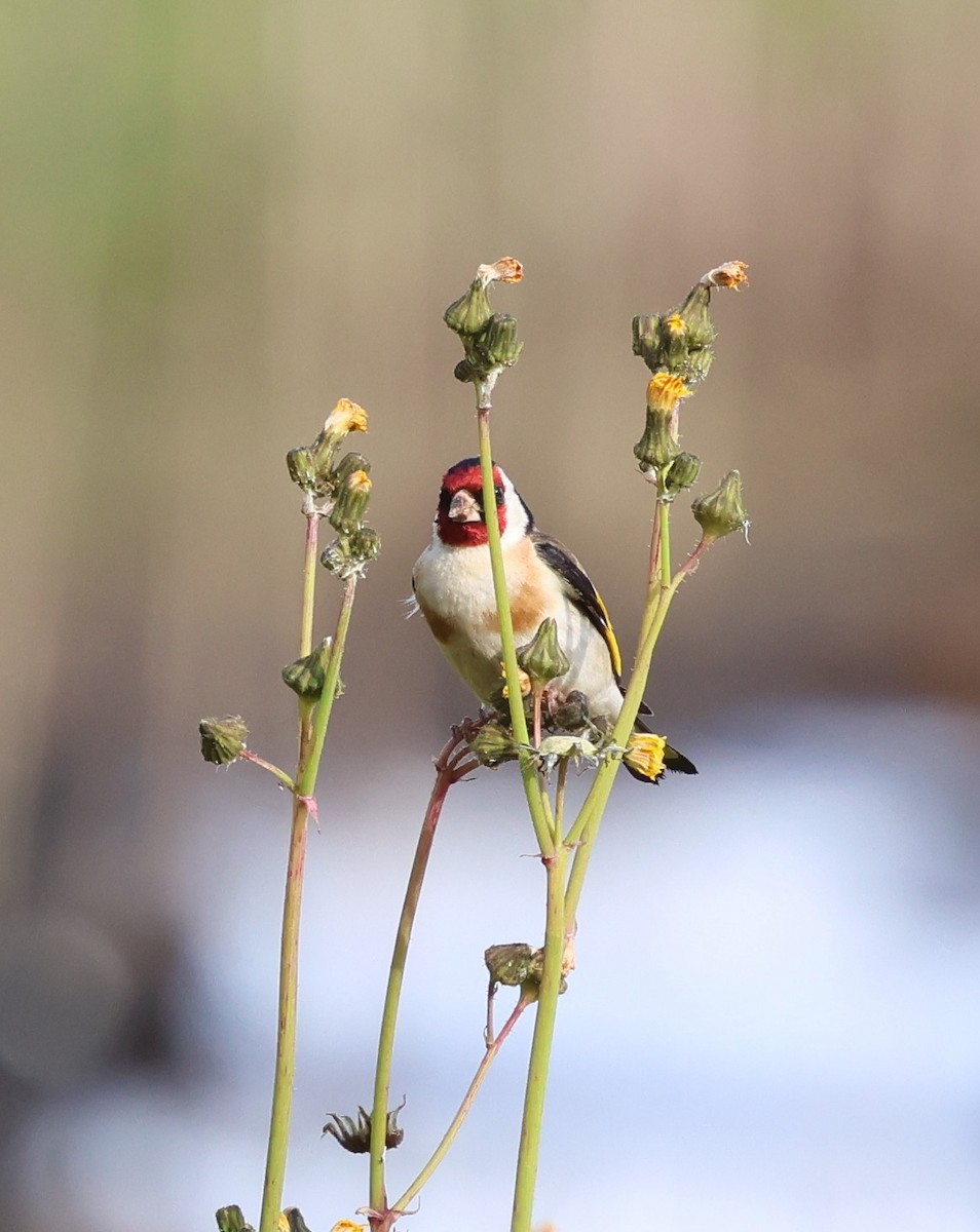 חוחית - ML647059875