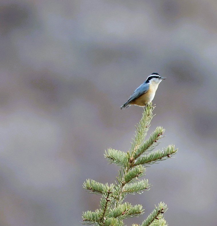 brhlík americký - ML647059882