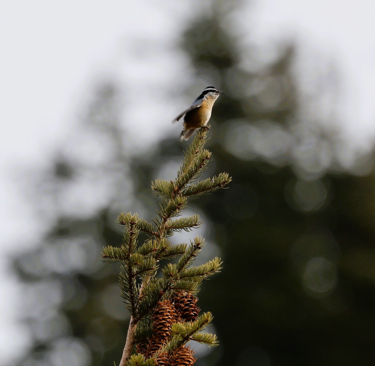 brhlík americký - ML647059883