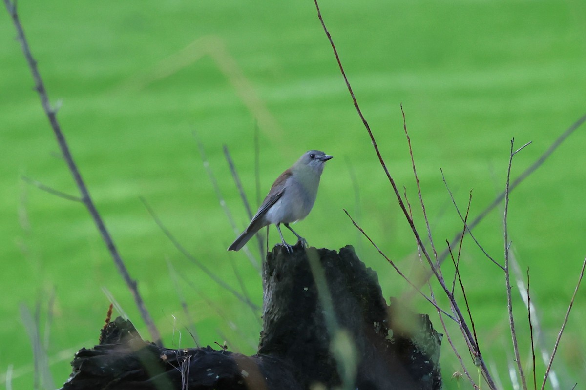 Gray Shrikethrush - ML647059884