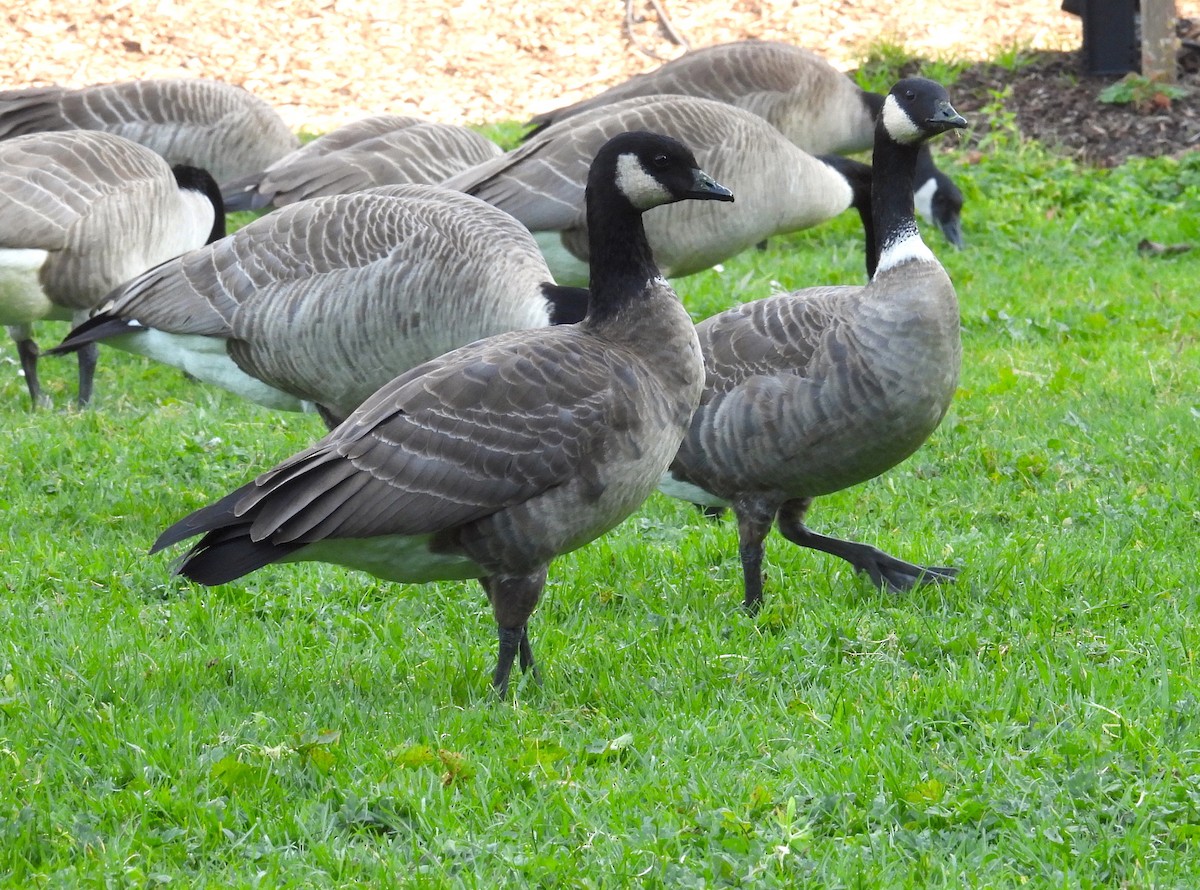 Cackling Goose (Aleutian) - ML647059887