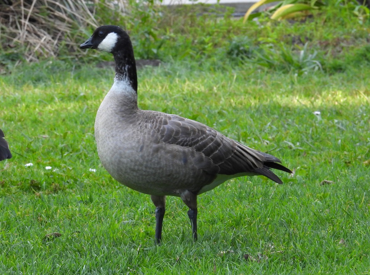 Cackling Goose (Aleutian) - ML647059888