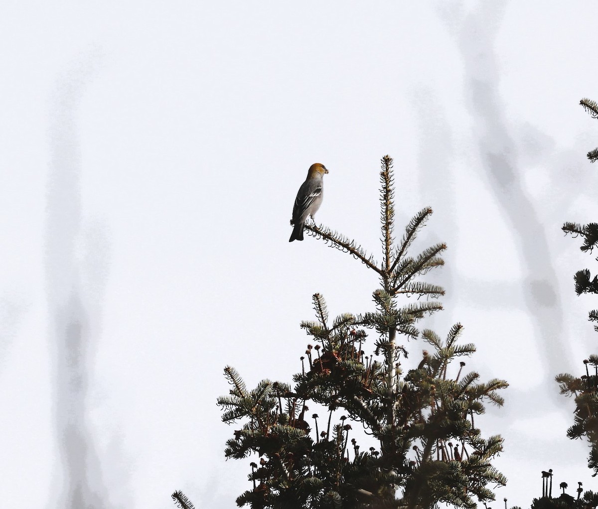 ギンザンマシコ - ML647059890