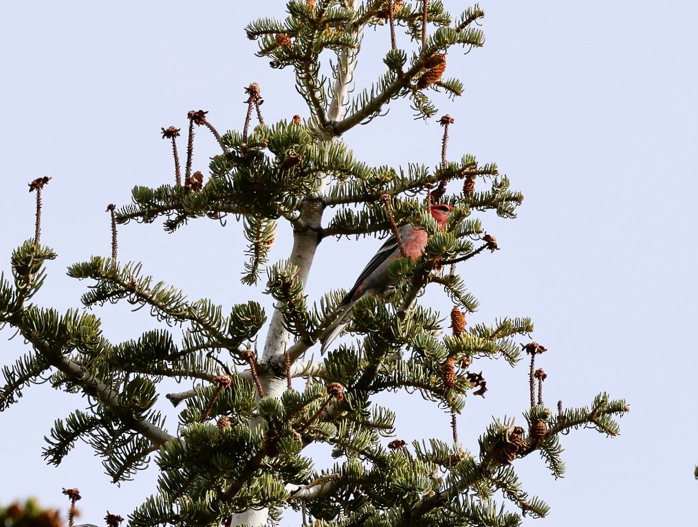 ギンザンマシコ - ML647059891