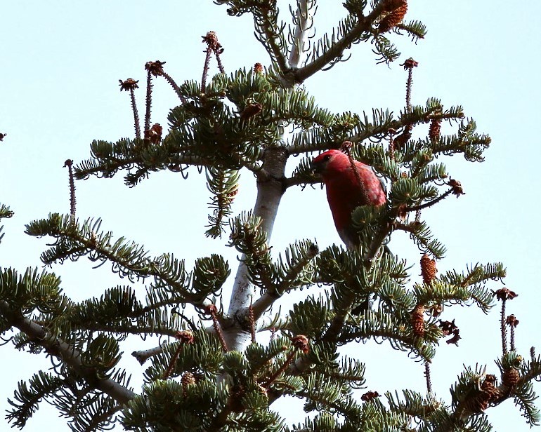 ギンザンマシコ - ML647059892