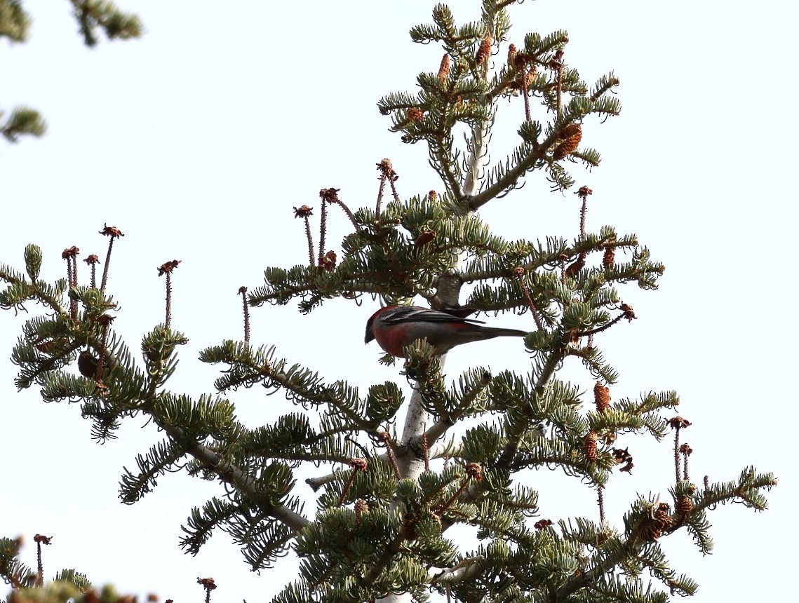 ギンザンマシコ - ML647059893