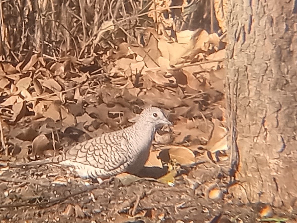 Inca Dove - ML647059901