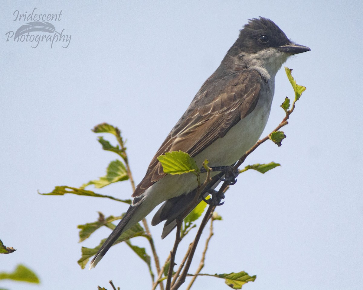 Tyran tritri - ML647059903