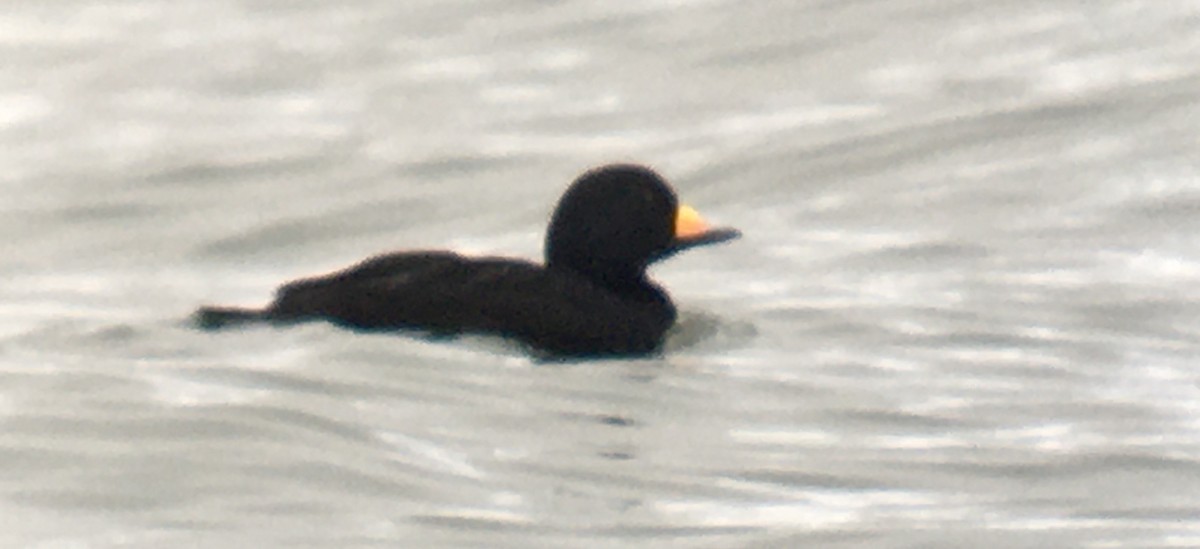 amerikasvartand - ML647059906