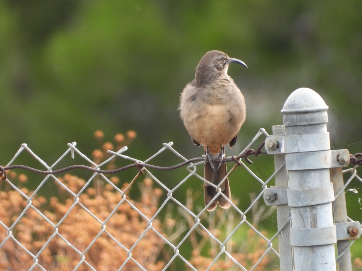 kaliforniaspottefugl - ML647059907