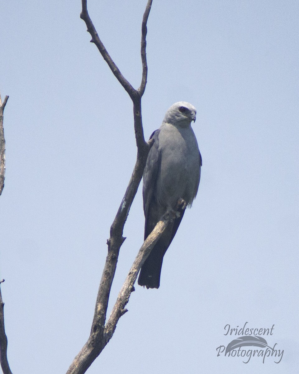 mississippiglente - ML647059908